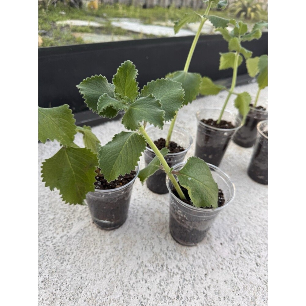 Cuban oregano / Indian borage /Mexican mint plant with roots 6-7”